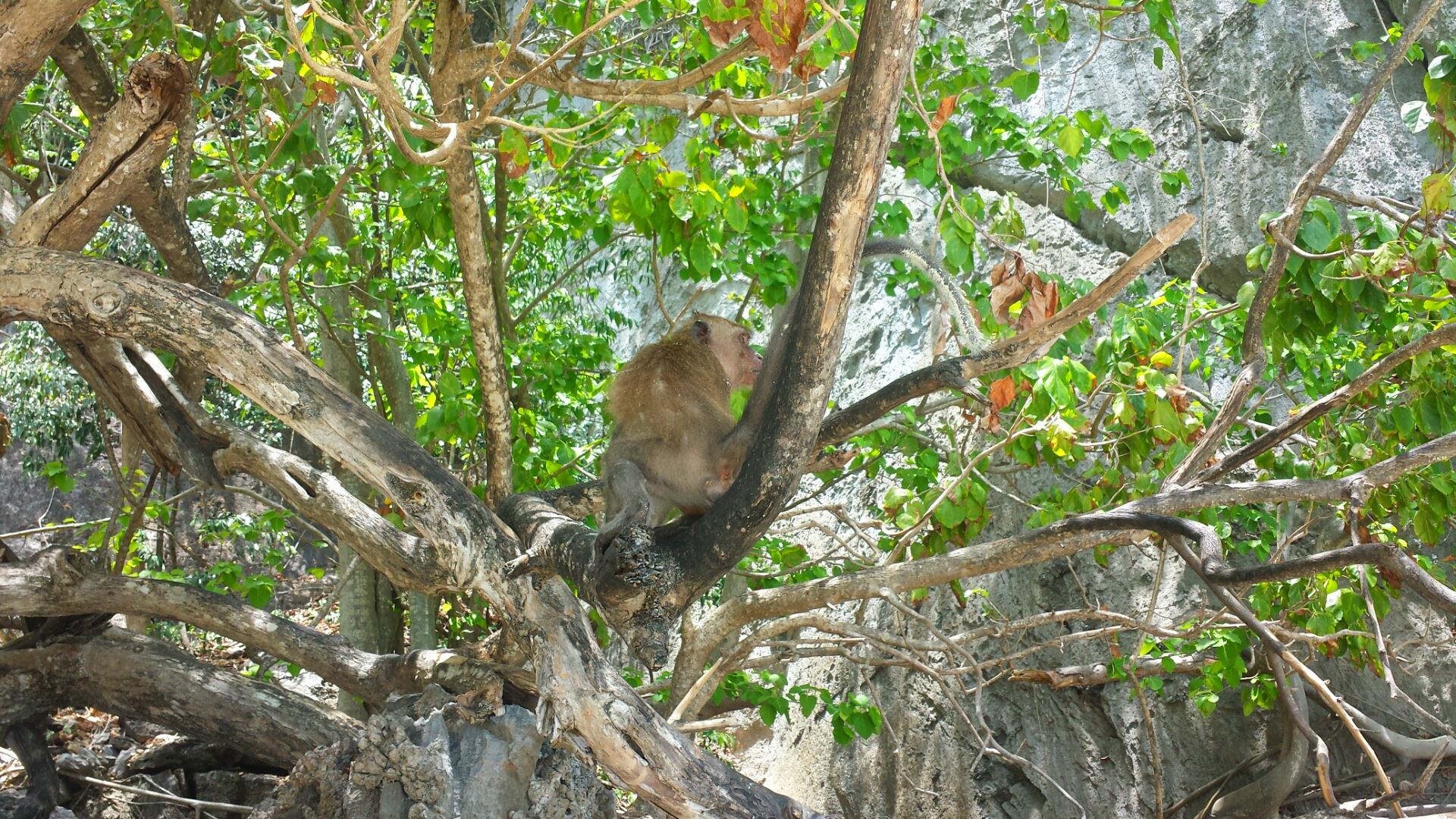 Monkey_Beach_Phuket_Thailand_Islands