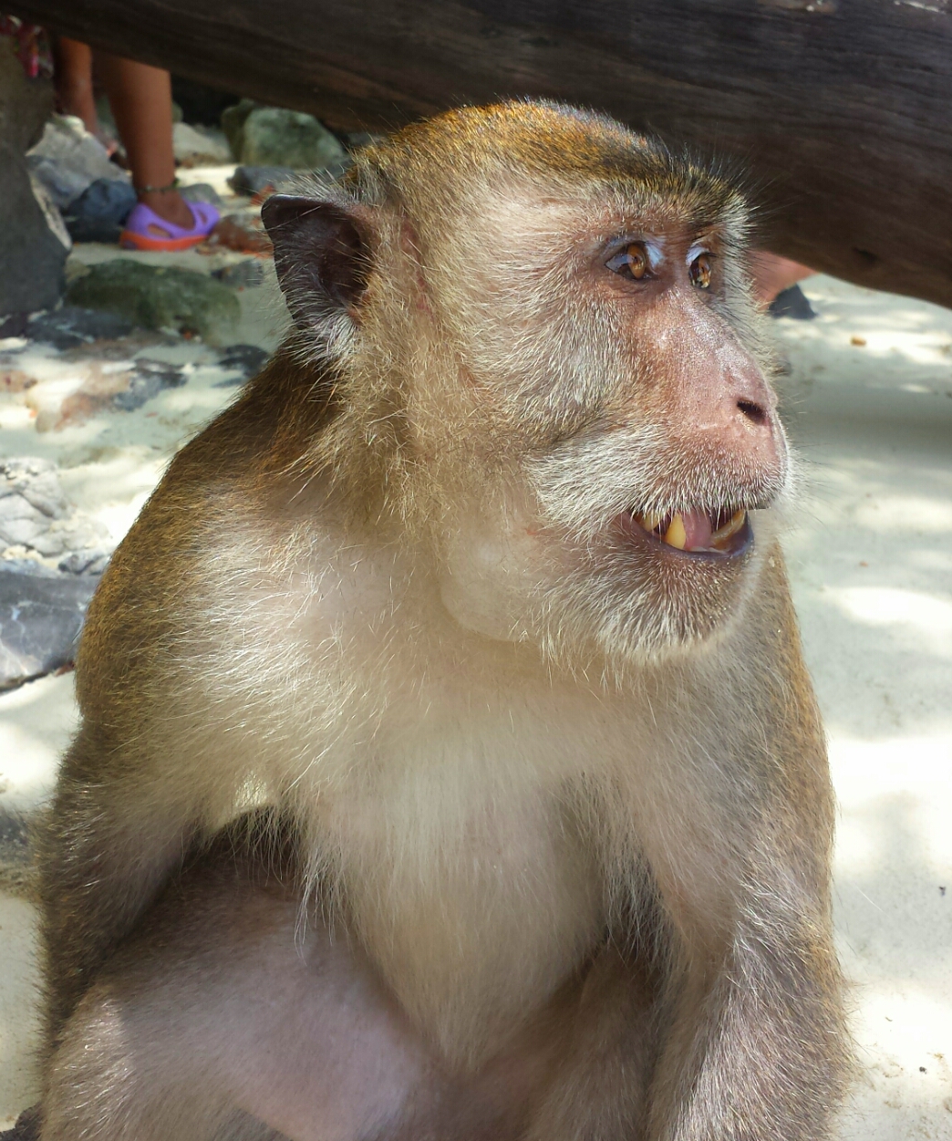 Monkey_Beach_Phuket_Thailand_Islands